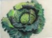50  Doreen McKerracher  Cabbage  Pastel